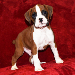 Boxer Puppy Dakota