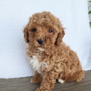 Poodle Puppy Ike