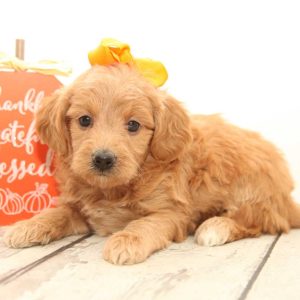 Goldendoodle Puppy Cricket