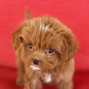 Cavapoo Puppy Phinn