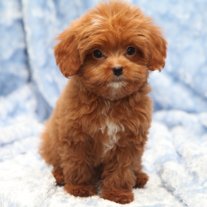 Cavapoo Puppy Phinn