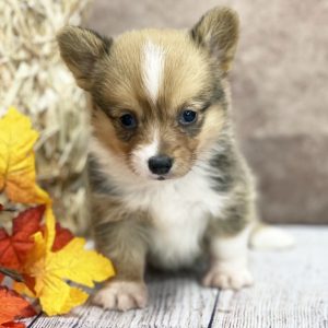Pembroke Welsh Corgi Puppy Xena