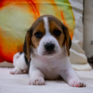 Beagle Puppy Benji