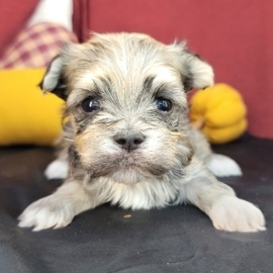 Havanese Puppy Lamar