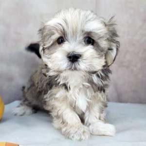 Havanese Puppy Lamar