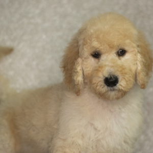 Goldendoodle Puppy Serina