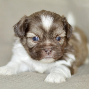 Shih Tzu Puppy Rhett
