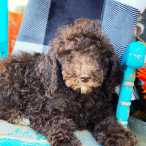 Poodle Puppy Beau