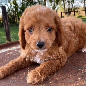 Cavapoo Puppy Harvard