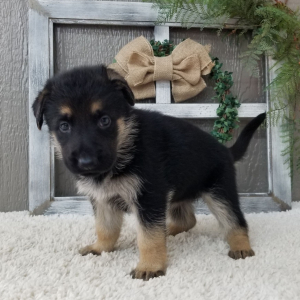 German Shepherd Dog Puppy Zoey