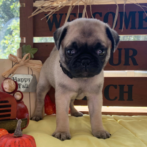 Pug Puppy Elijah