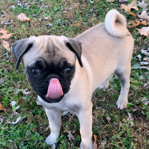 Pug Puppy Elijah