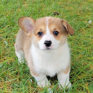 Pembroke Welsh Corgi Puppy Rosie