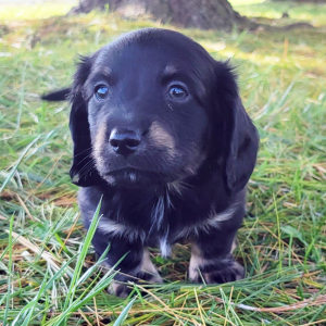 Dachshund Puppy Sage
