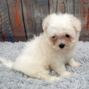 Maltese Puppy Sugar