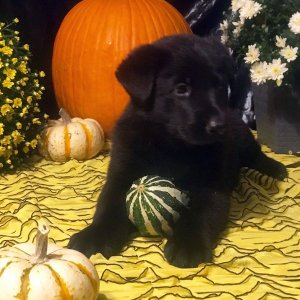 German Shepherd Dog Puppy Joy