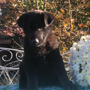German Shepherd Dog Puppy Joy
