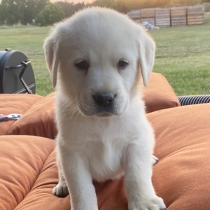 Labrador Retriever Puppy Dudley
