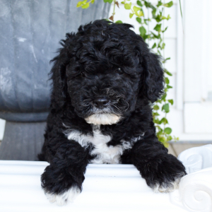 Bernedoodle Puppy Theodore
