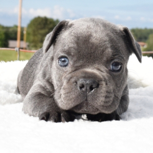French Bulldog Puppy Towers