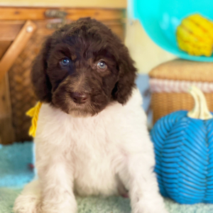 Labradoodle Puppy Harper