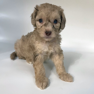 Goldendoodle Puppy Gertie