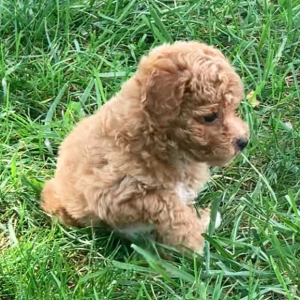 Poodle Puppy Molly