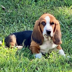 Basset Hound Puppy Hutch
