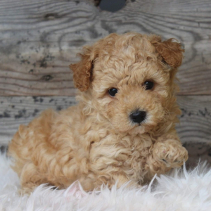 Poodle Puppy Harley