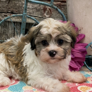 Havanese Puppy Sierra