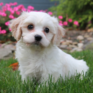 Cavachon Puppy Denise