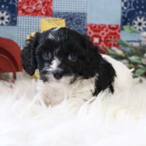Cavapoo Puppy Stellah
