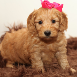 Goldendoodle Puppy Pasha