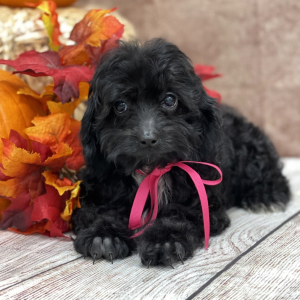 Cockapoo Puppy Hattie