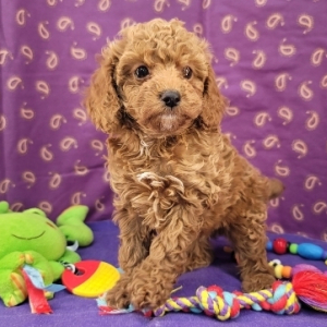 Poodle Puppy Royce
