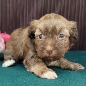 Havanese Puppy Miranda