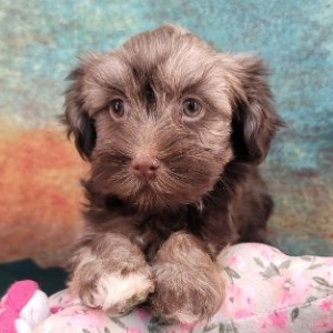 Havanese Puppy Miranda