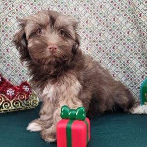 Havanese Puppy Miranda