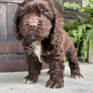 Cocker Spaniel Puppy Dingo