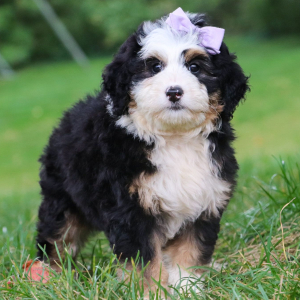 Bernedoodle Puppy Lucie