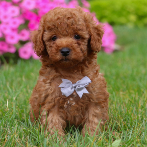 Poodle Puppy Roscoe