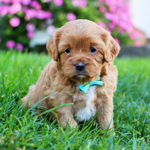 Cavapoo Puppy Elliot