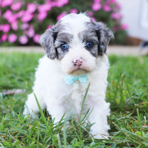 Cavapoo Puppy Morris