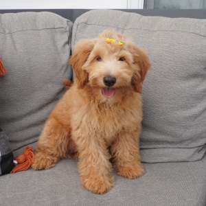 Goldendoodle Puppy Sage