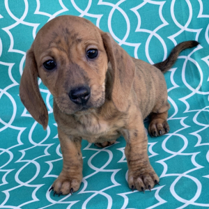 Dachshund Puppy Brittany