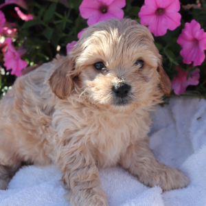 Shihpoo Puppy Joey