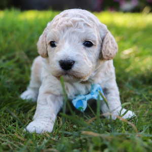 Bichonpoo Puppy Grant