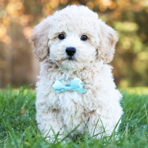 Bichonpoo Puppy Grant