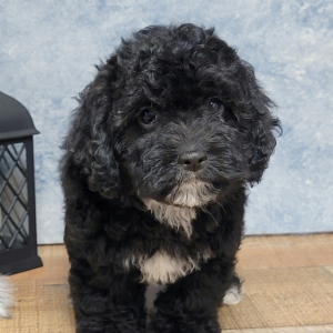 Cocker Spaniel Puppy Myla