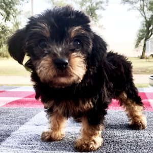 Yorkiepoo Puppy Bambi